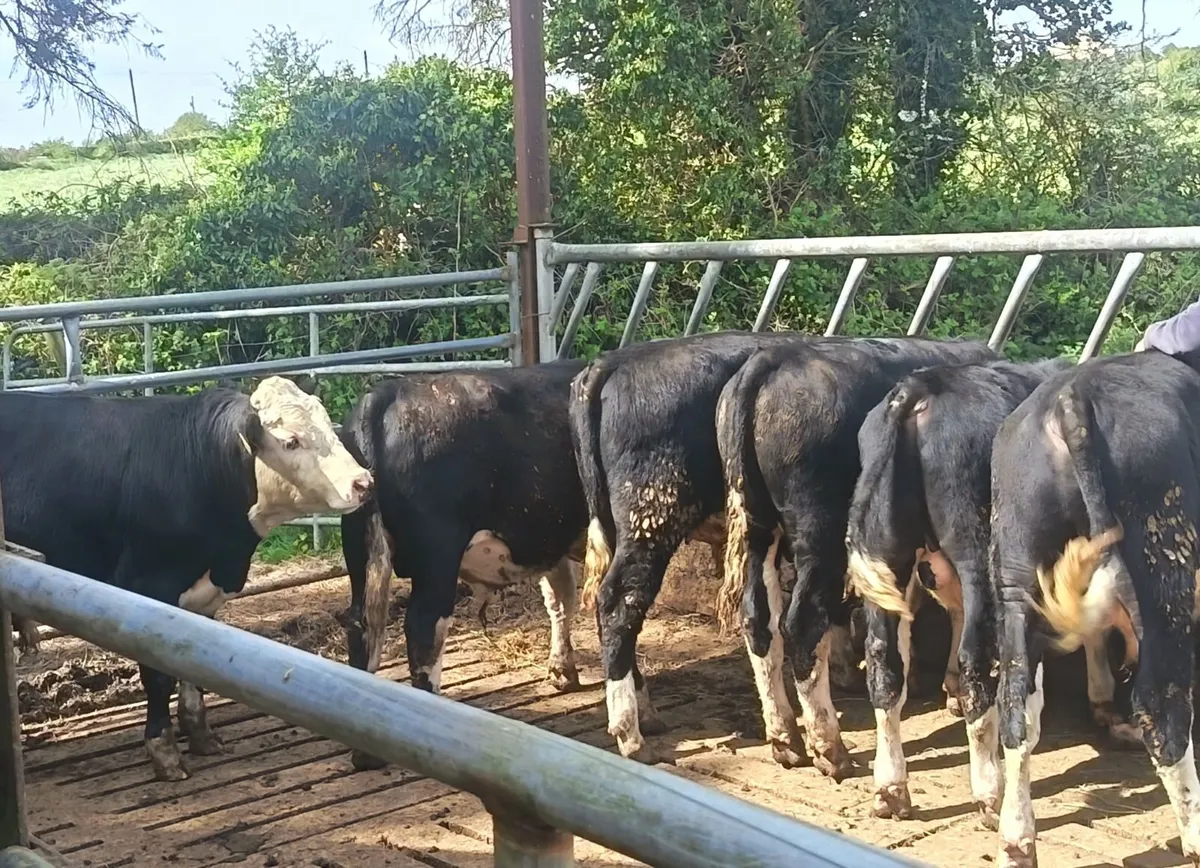 6 whitehead bullocks for sale - Image 2