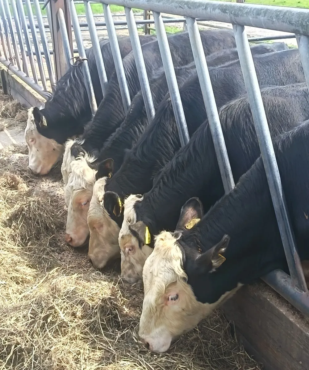6 whitehead bullocks for sale - Image 1