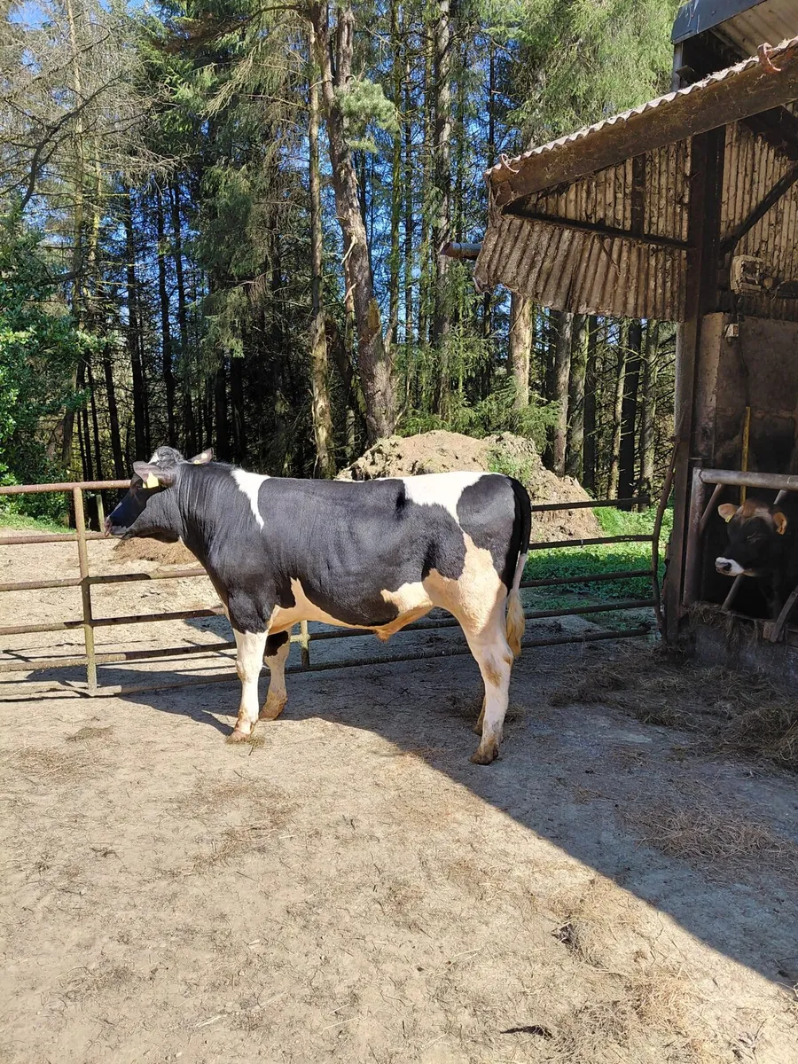 Bulls - Image 2