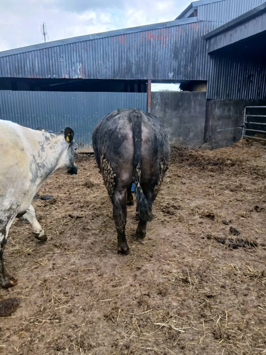 Heifer incalf (Springer) - Image 2