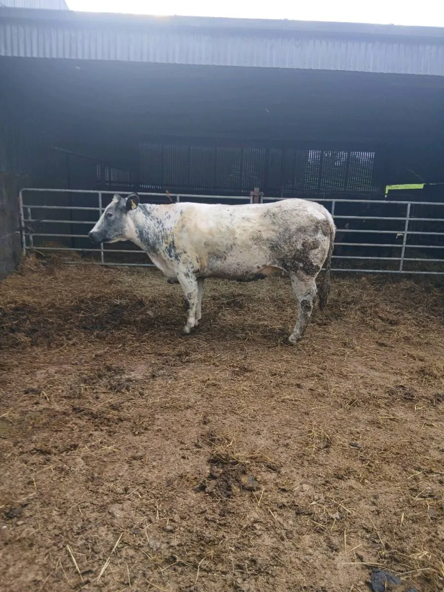 Heifer incalf (Springer) - Image 3