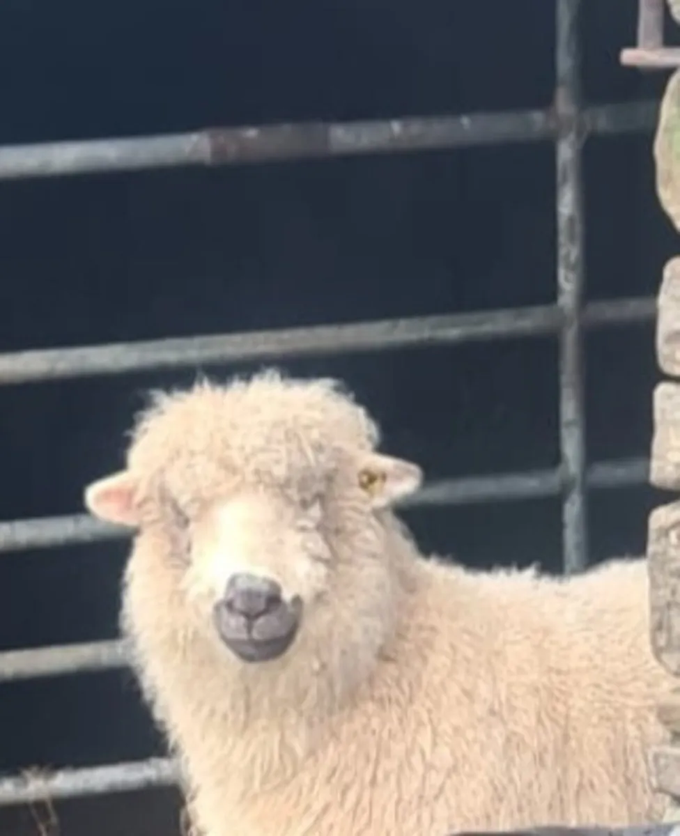 Valais Blacknose × ewe with twin lambs - Image 2