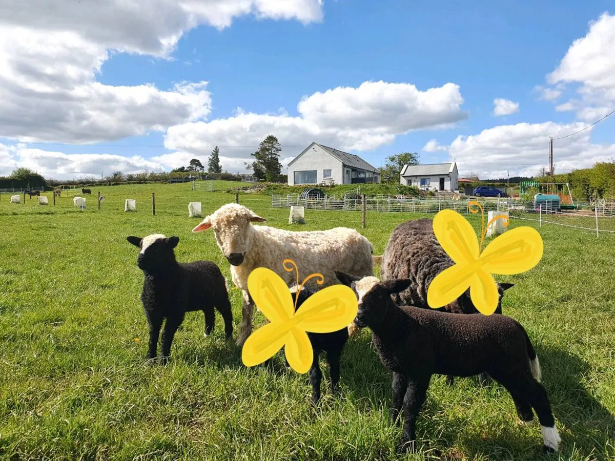 Valais Blacknose × ewe with twin lambs - Image 3
