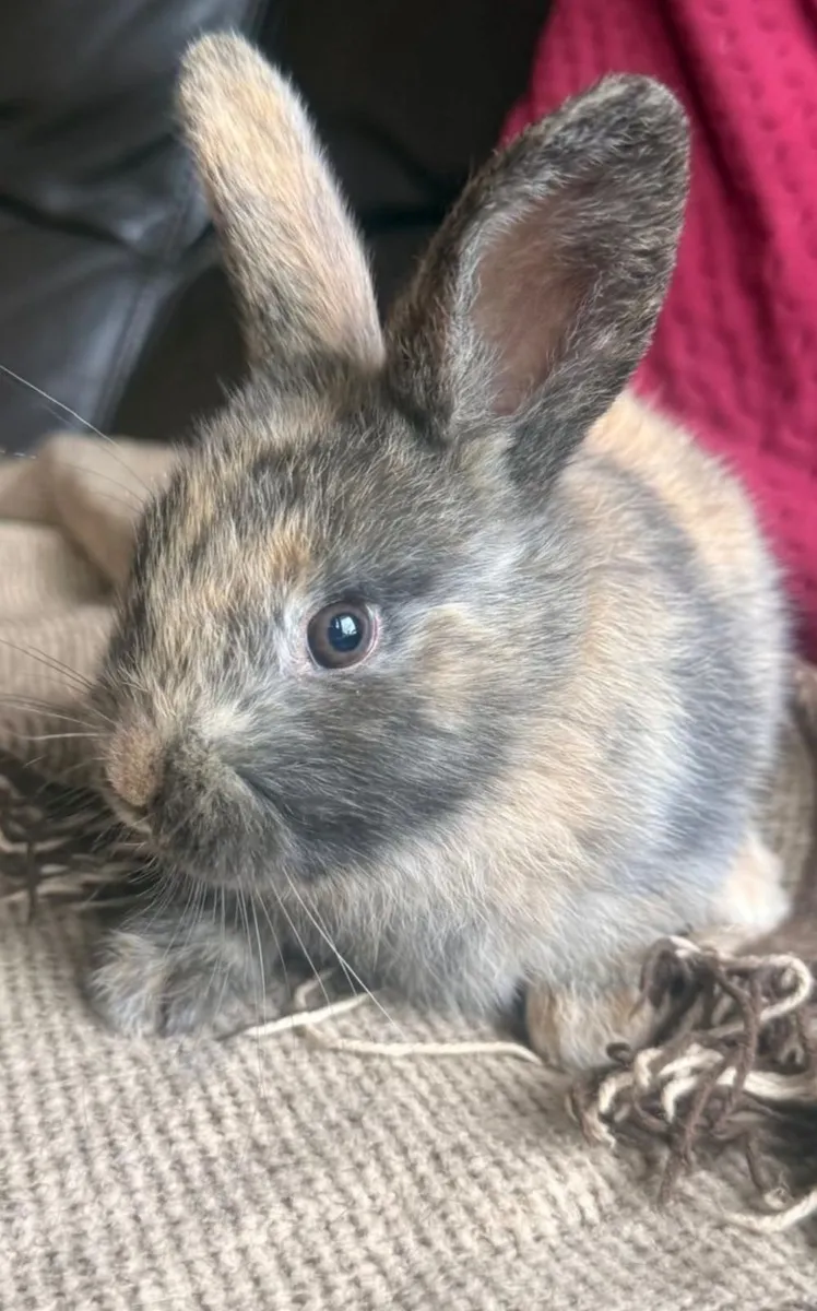 Baby Rabbit - Image 1