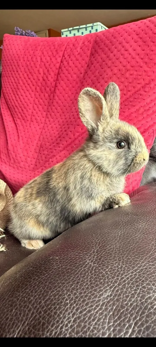 Baby Rabbit - Image 2