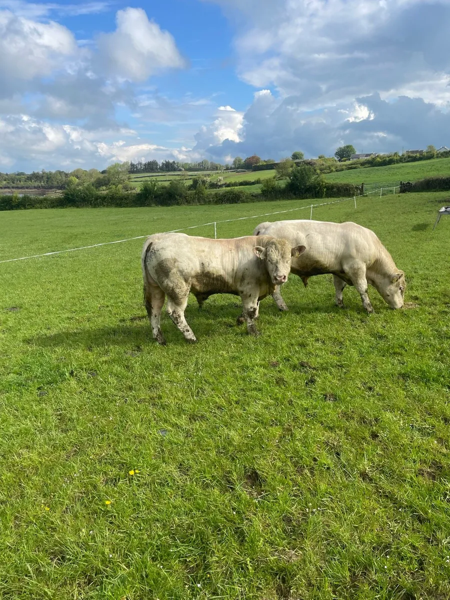 Charolais bulls 5star - Image 1