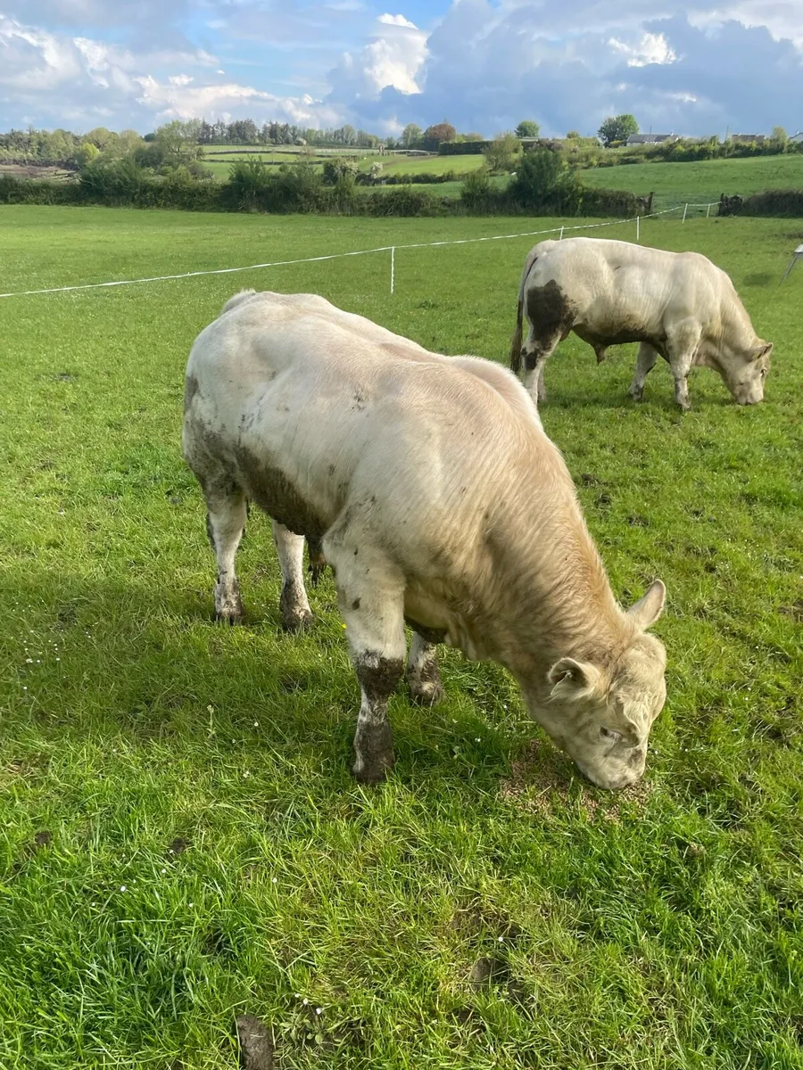 Charolais bulls 5star - Image 2