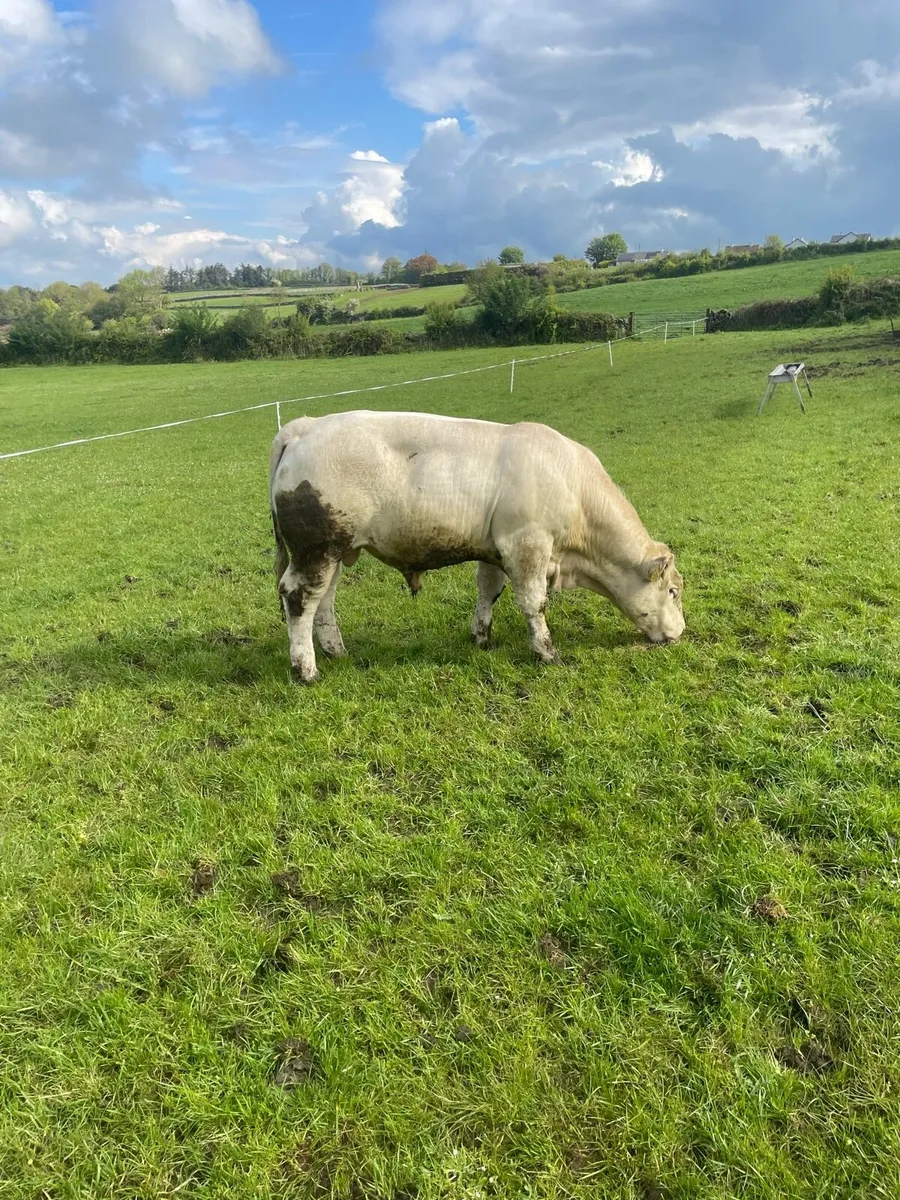 Charolais bulls 5star - Image 3
