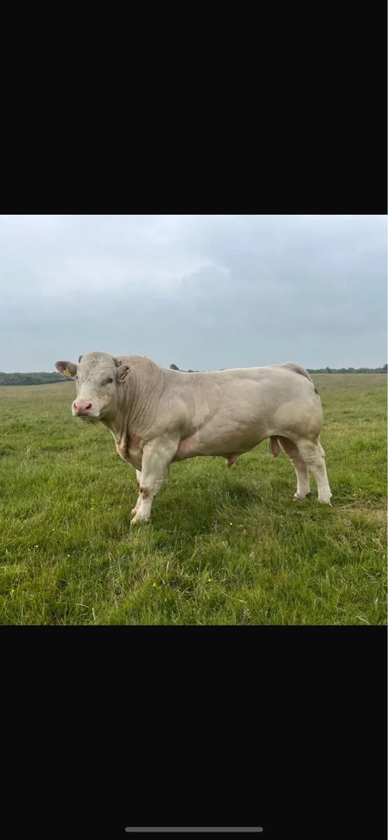 Charolais bulls 5star - Image 4