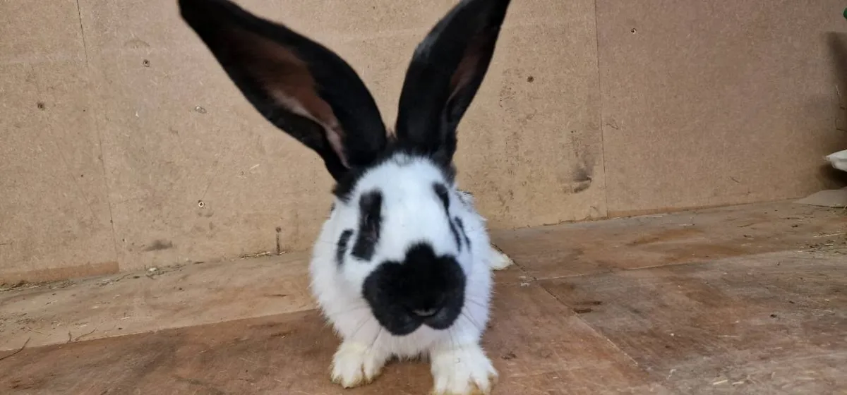 giant checkered rabbit - Image 1