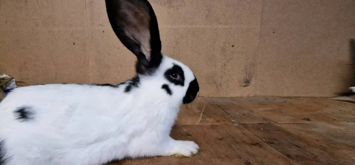 giant checkered rabbit - Image 2