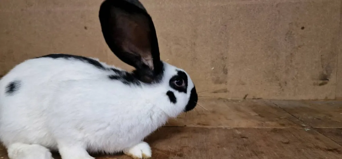 giant checkered rabbit - Image 3