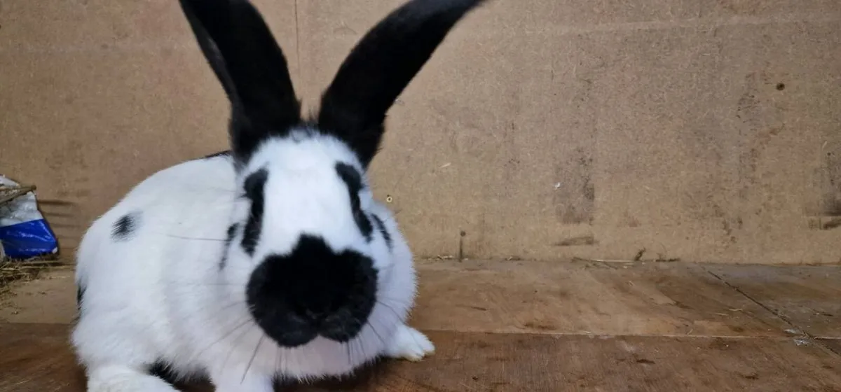 giant checkered rabbit - Image 4