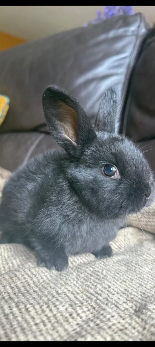 Baby Rabbit - Image 1