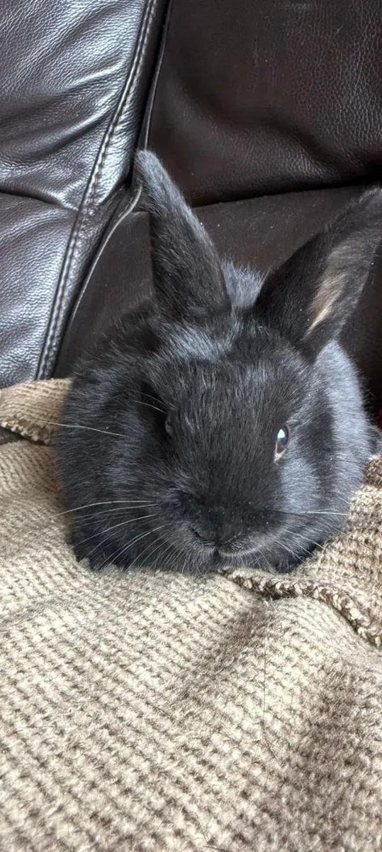 Baby Rabbit - Image 2