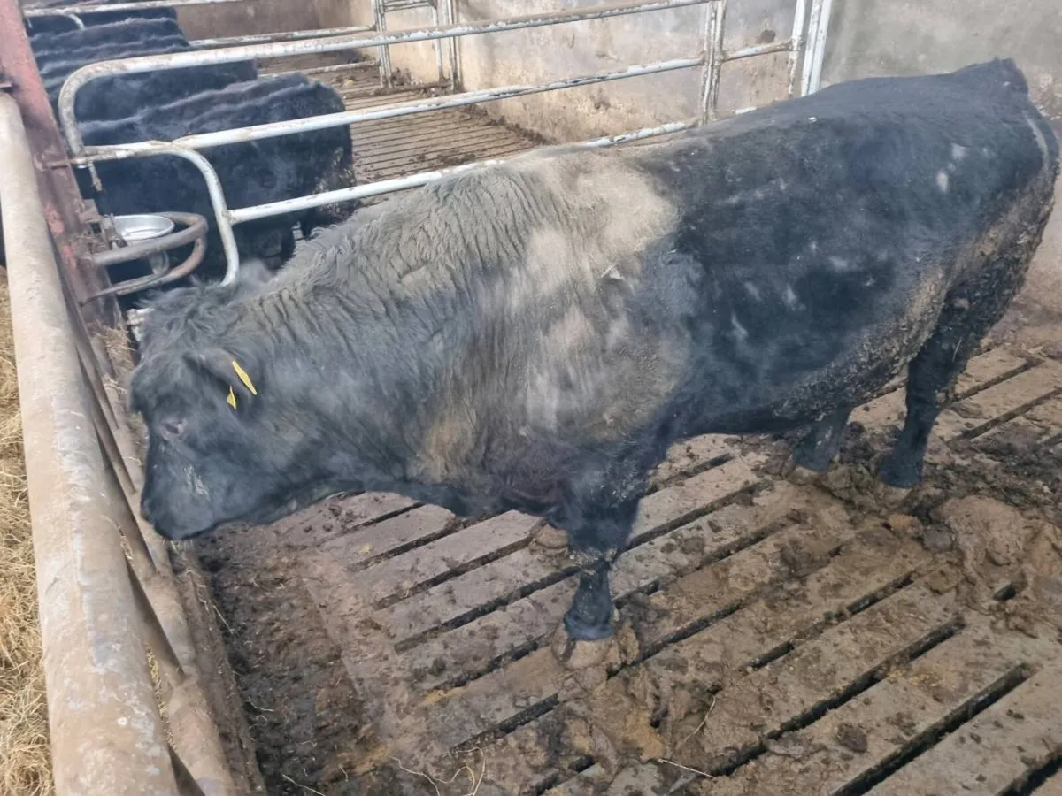 Aberdeen Angus full bred bull - Image 3