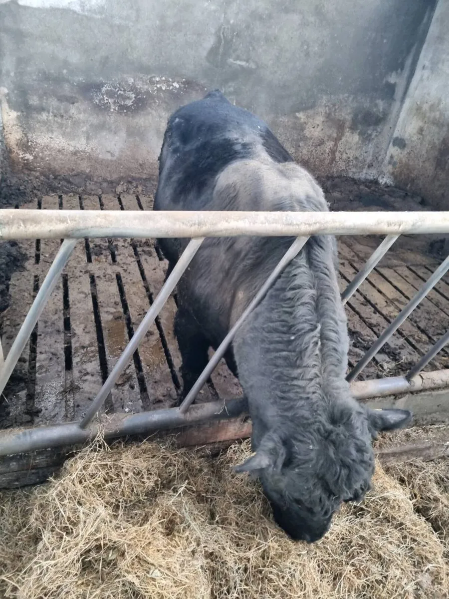Aberdeen Angus full bred bull - Image 4