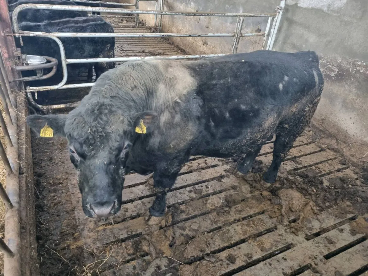 Aberdeen Angus full bred bull - Image 1