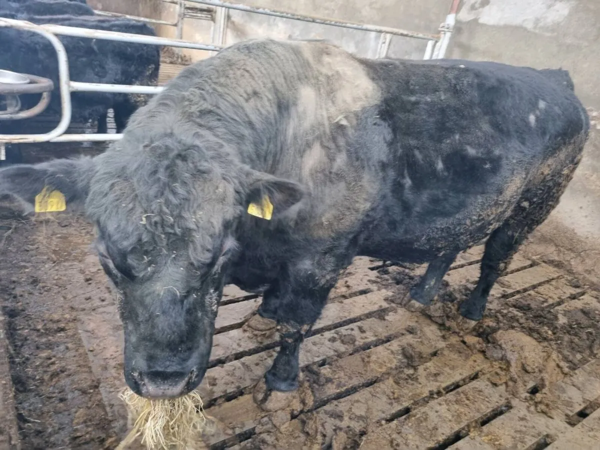 Aberdeen Angus full bred bull - Image 2