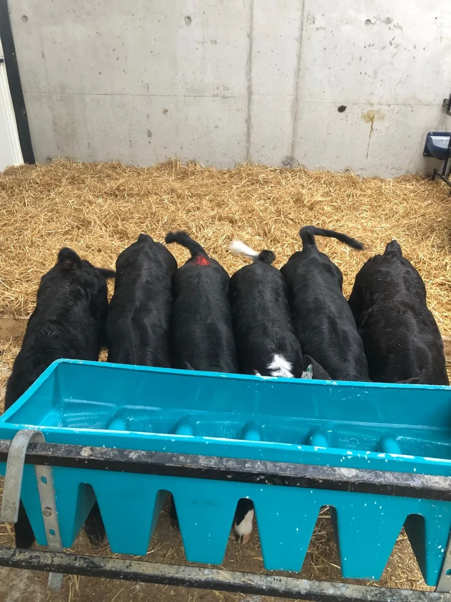 Good quality calves - Image 1