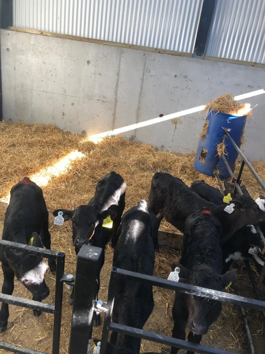 Good quality calves - Image 3