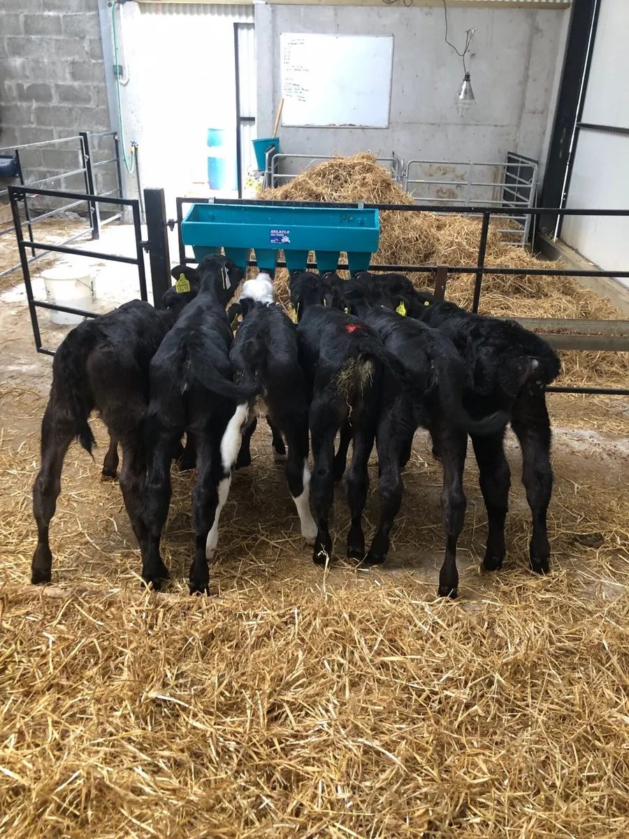 Good quality calves - Image 4