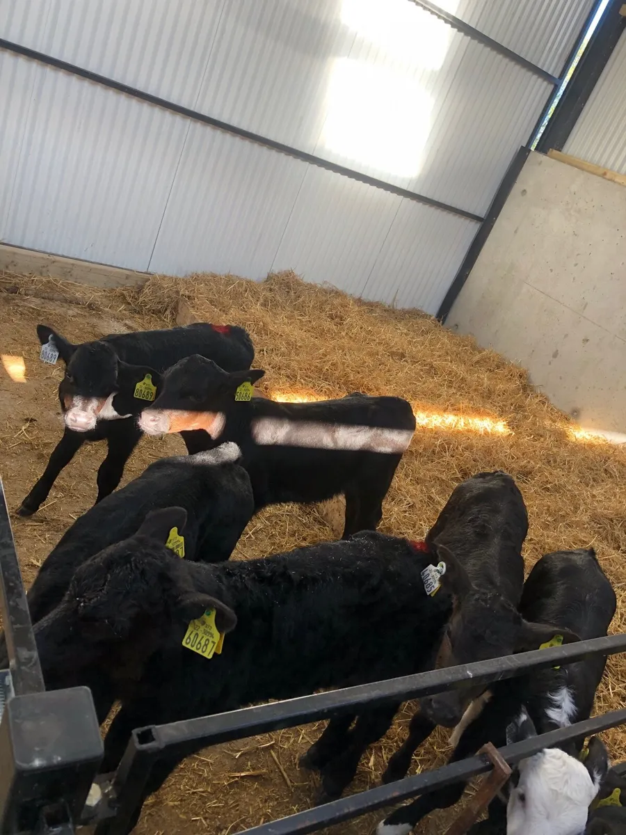 Good quality calves - Image 2