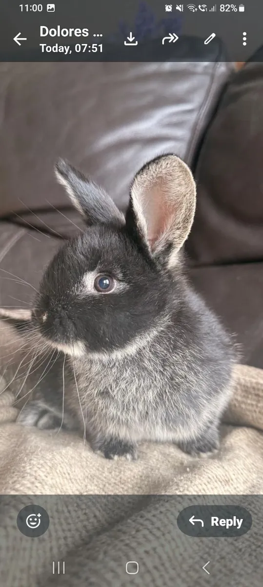 Baby Rabbit - Image 1
