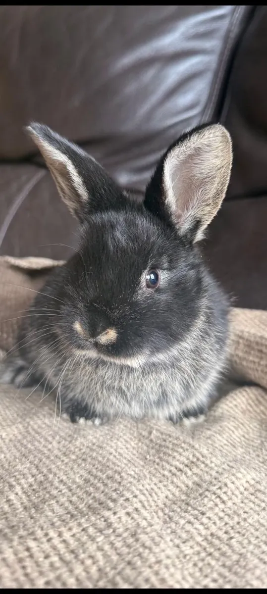 Baby Rabbit - Image 2