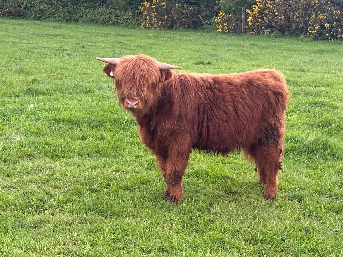 Highland bullock (July 2025 Born) - Image 4