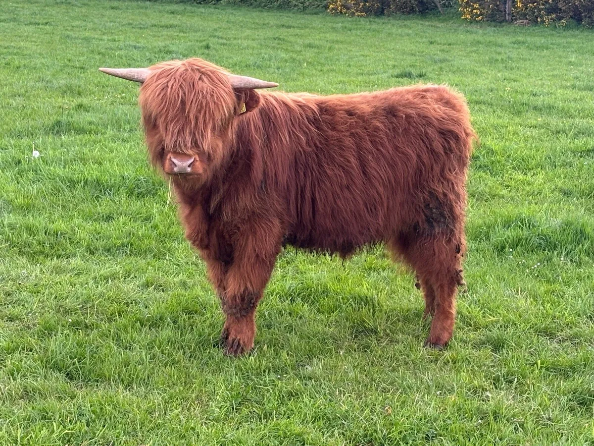 Highland bullock (July 2025 Born) - Image 2