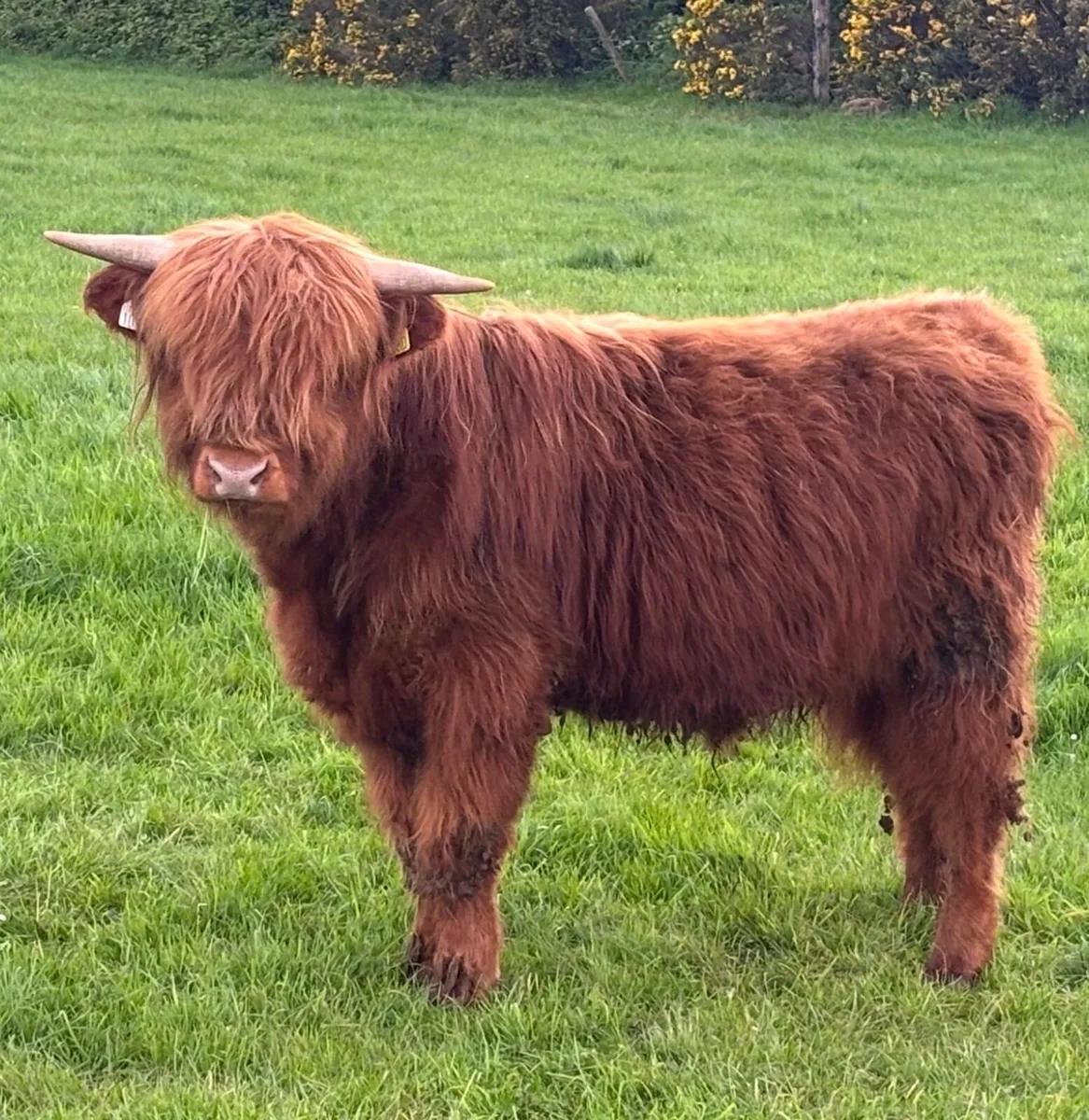 Highland bullock (July 2025 Born) - Image 3