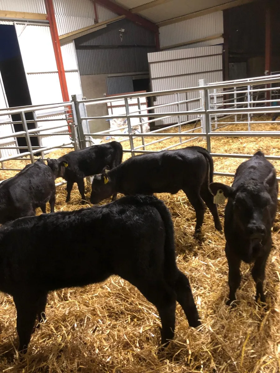 Angus Calves - Image 1