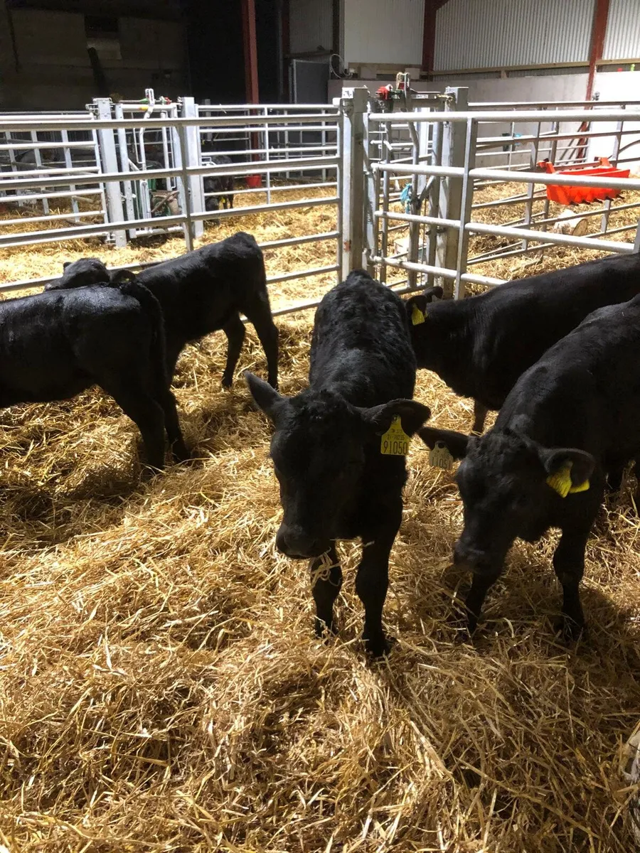 Angus Calves - Image 2