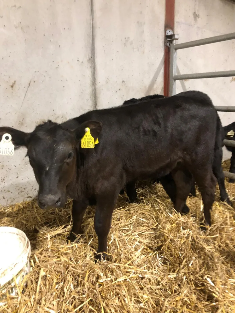 Angus Calves - Image 3