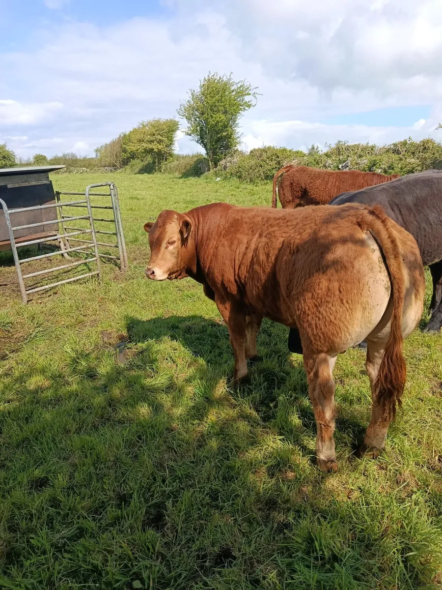 Pedigree bulls - Image 1