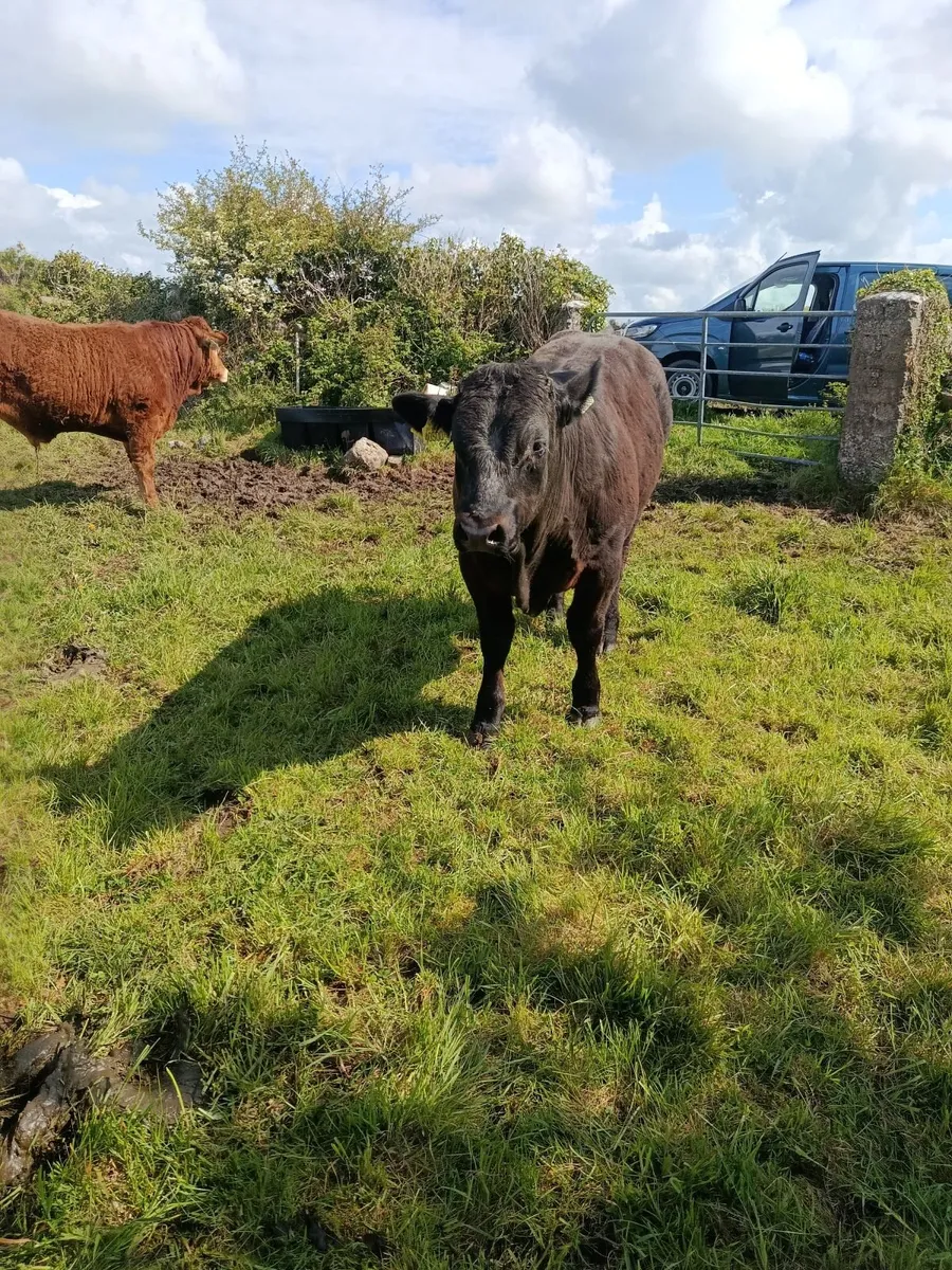 Pedigree bulls - Image 2