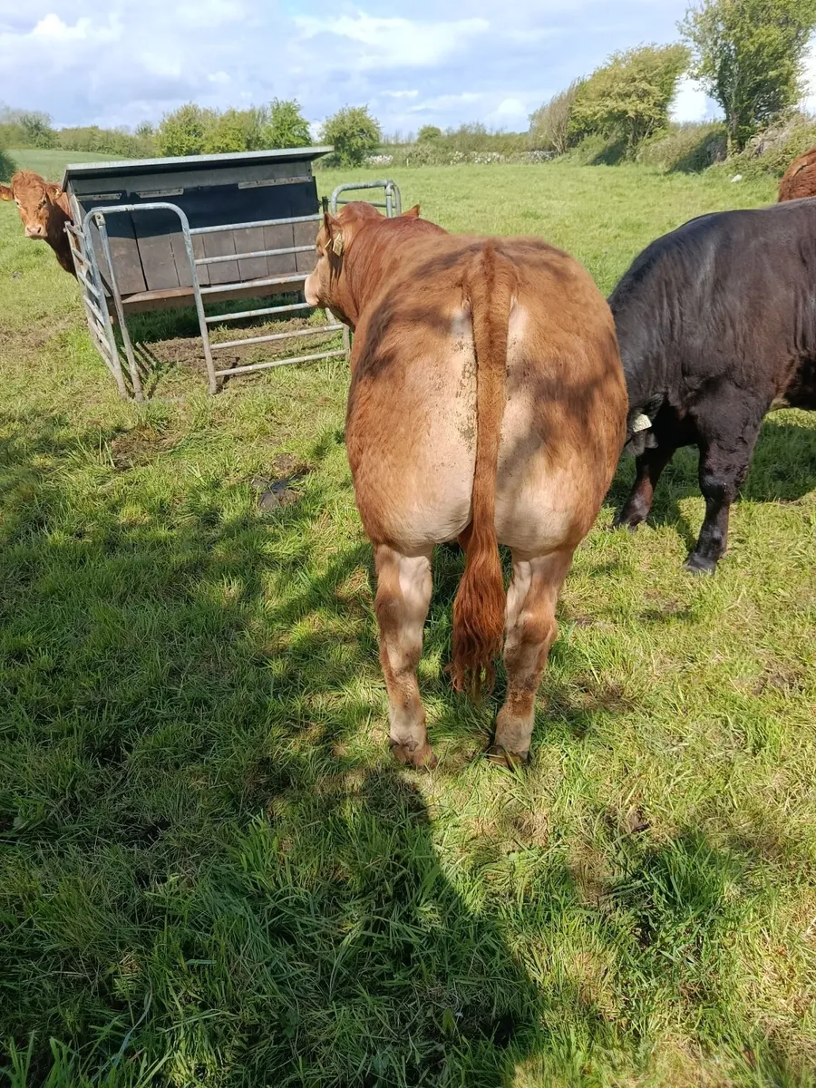 Pedigree bulls - Image 3