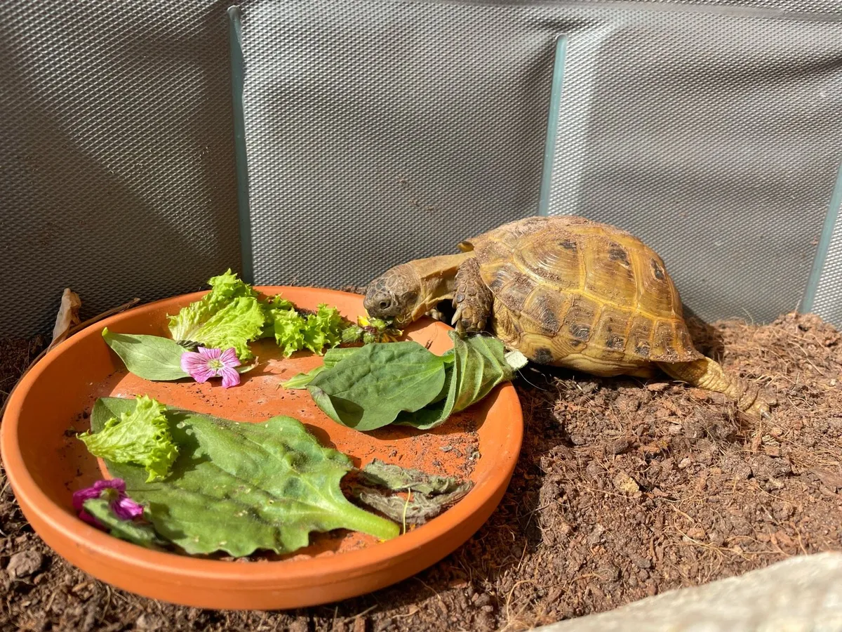 Russian tortoise - Image 2