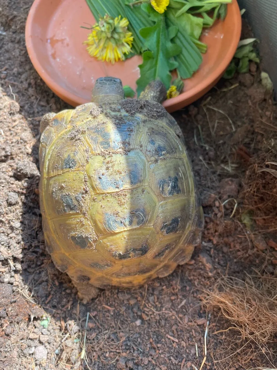 Russian tortoise - Image 3
