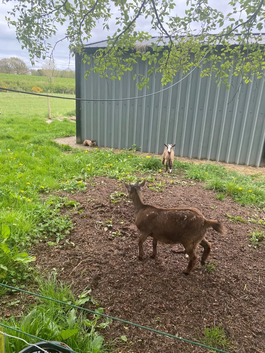 Goat(Pygmy) - Image 2