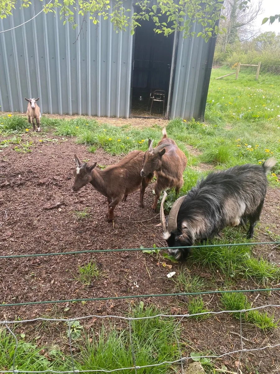 Goat(Pygmy) - Image 3