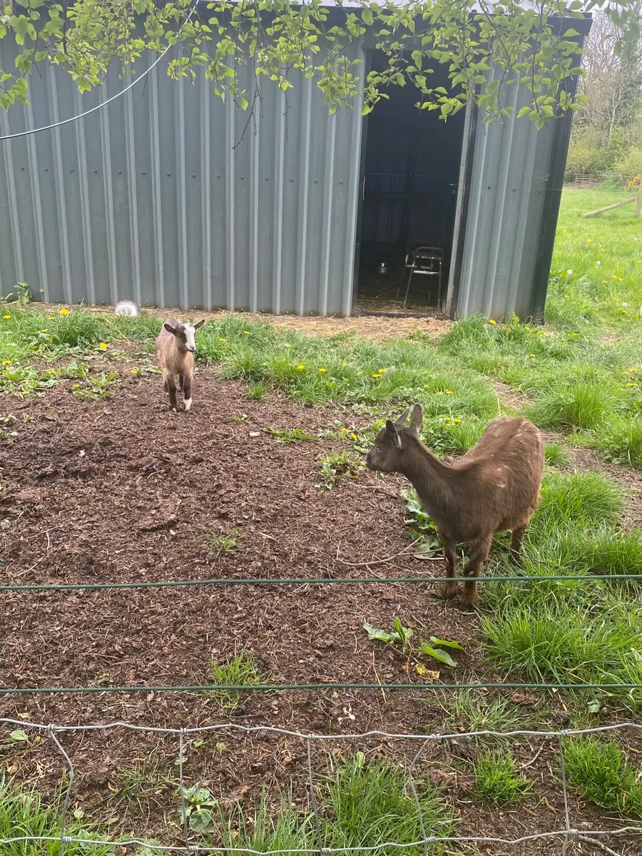 Goat(Pygmy) - Image 1