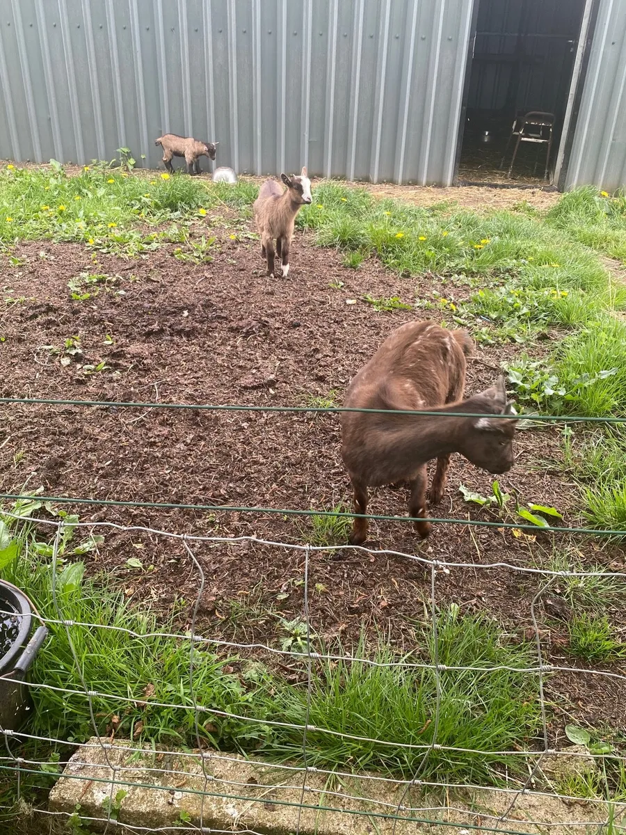 Goat(Pygmy) - Image 4