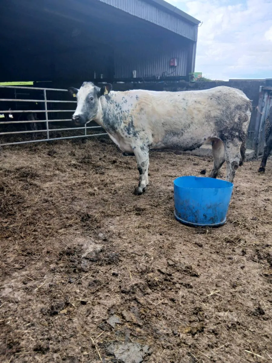 Heifer incalf (Springer) - Image 4