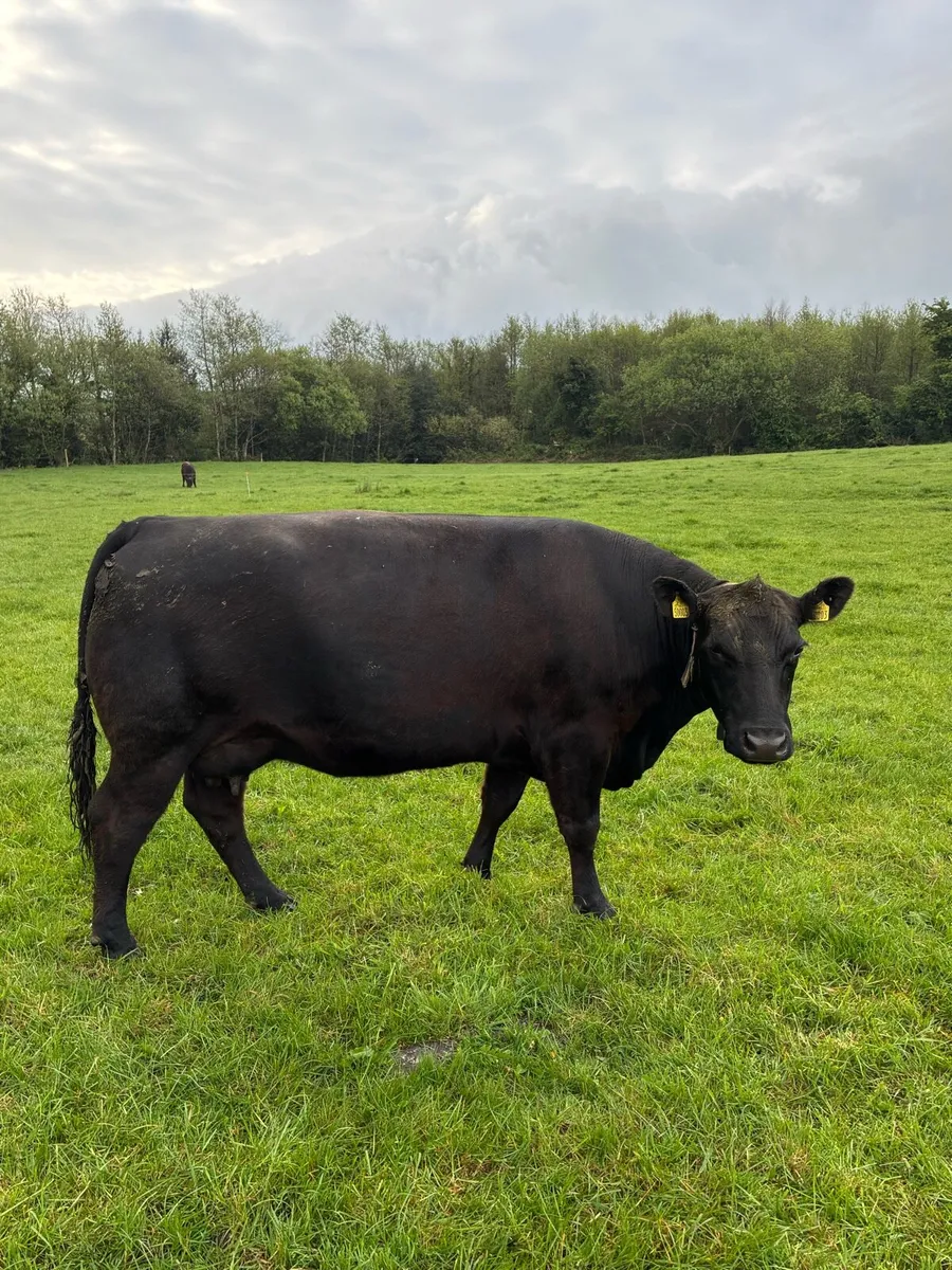 2 Ped non reg Angus cows 2 bull calves at foot - Image 4