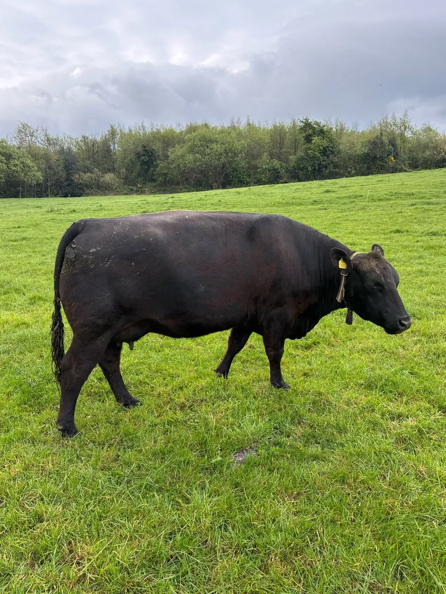 2 Ped non reg Angus cows 2 bull calves at foot - Image 3