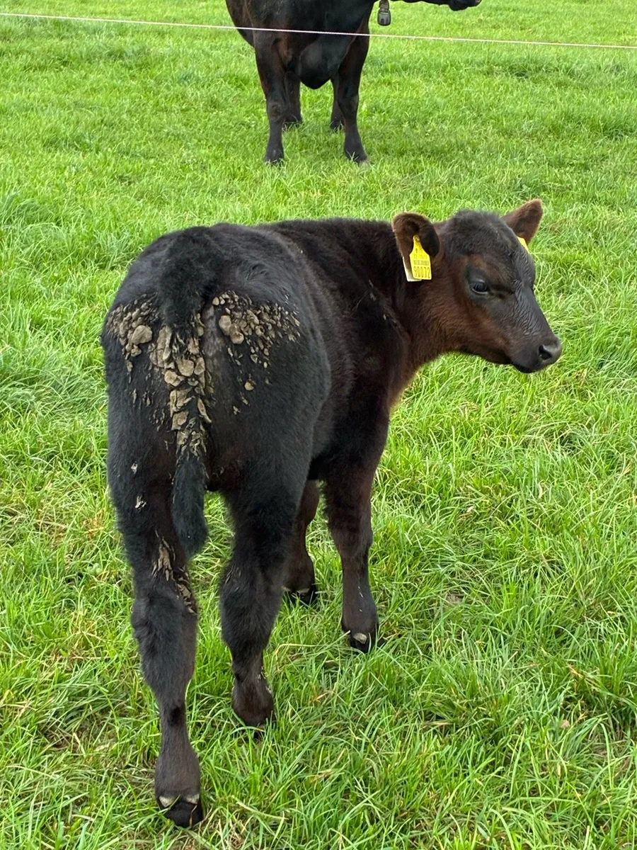 2 Ped non reg Angus cows 2 bull calves at foot - Image 2