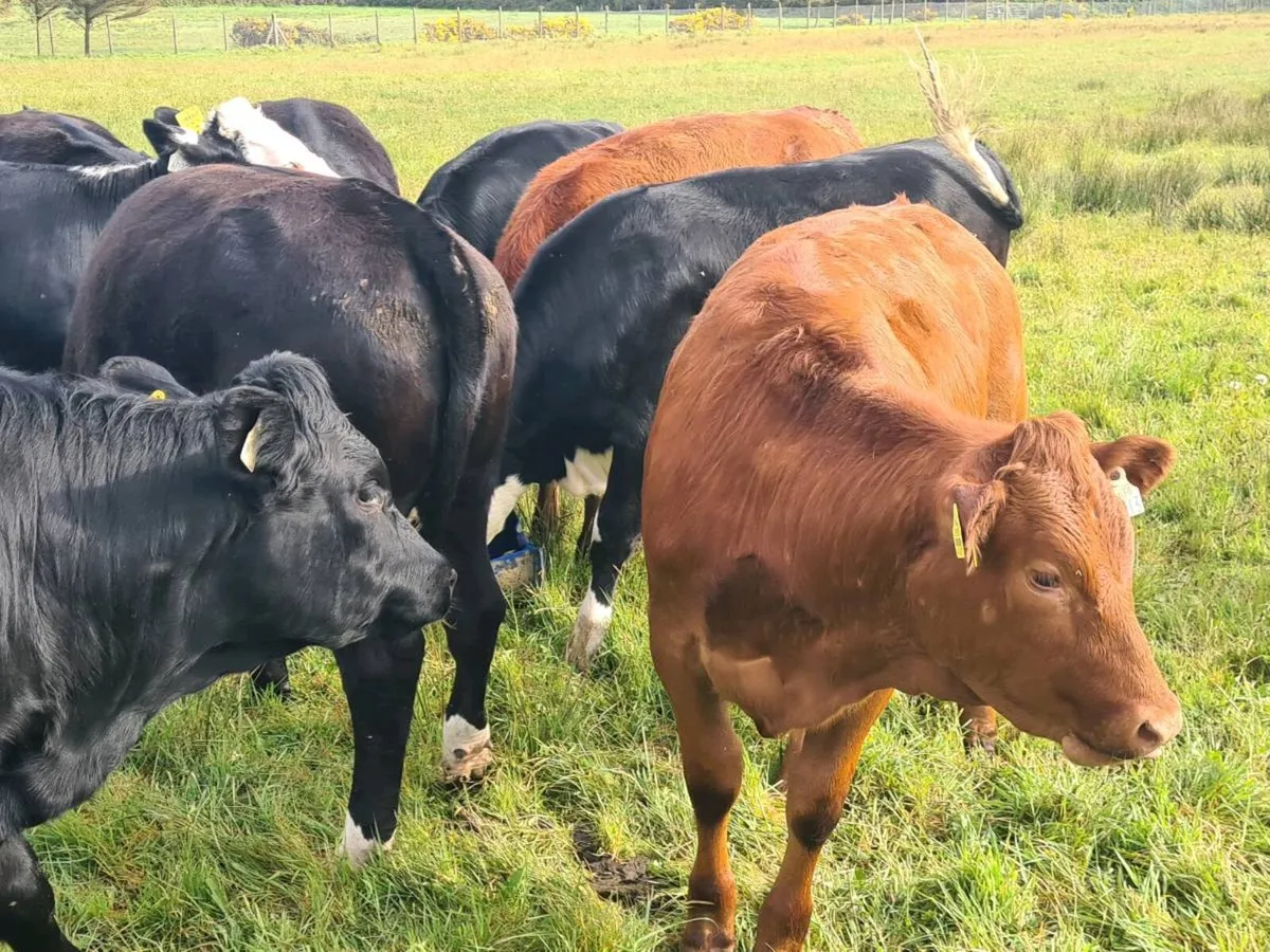 Heifers - Image 1