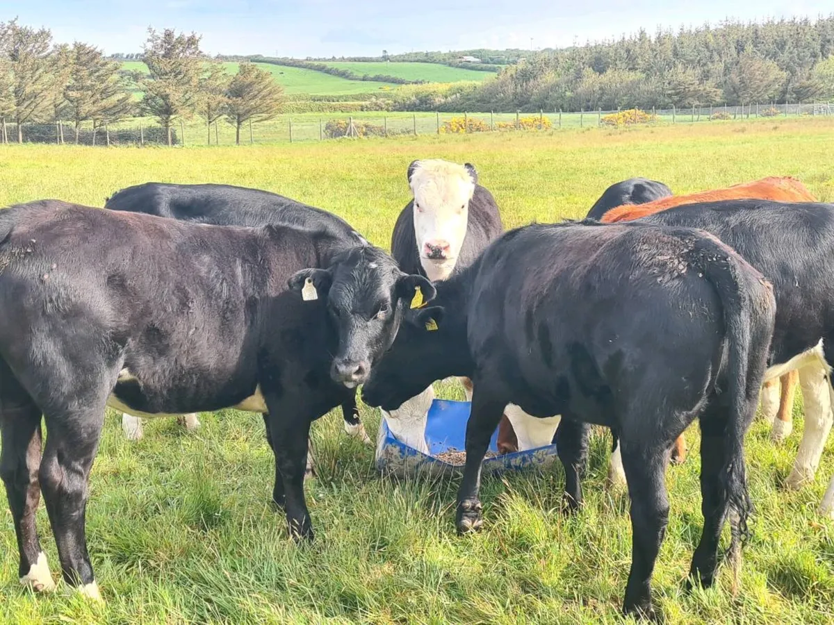 Heifers - Image 3